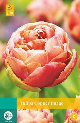 Tulipa Copper Image - Jub