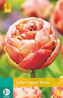 Tulipa Copper Image - Jub