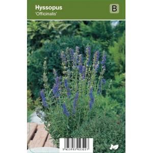 Hyssop (hyssopus officinalis) kruiden - 12 stuks