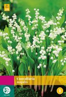 Convallaria Majalis Bloembol JUB 10 bollen - Jub