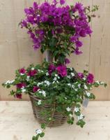 Rieten plantenbak Bougainivillea roze met zomerbloeiers mix h70 cm Warentuin Natuurlijk - Warentuin natuurlijk