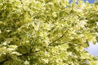 Bonte esdoorn op stam Bonte esdoorn op stam