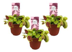 Dionaea Venus Flytrap 3-pack