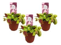 Dionaea Venus Flytrap 3-pack - thumbnail