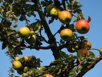 Appelboom - thumbnail