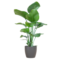 Strelitzia Nicolai met Viber pot grijs - 80cm - Ø21