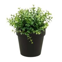 Kunstplant eucalyptus -  groen - in zwart potje - 20 cm   -