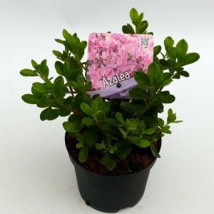 Rododendron (Rhododendron Japonica "Kermesina Rose") heester - 15-20 cm - 8 stuks