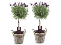 Lavendel op stam inclusief mand - set van 2 - thumbnail