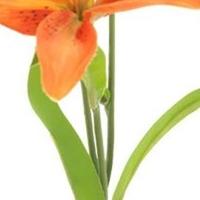 Lilium spray Jakarta orange 53 cm kunstbloem Erutan Avon - Erutan avon