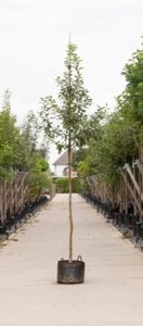 Sierappel evereste Malus Evereste h 350 cm st. omtrek 12 cm - Warentuin Natuurlijk