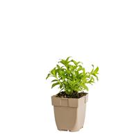 Zeepkruid vaste plant Griffioen - Griffioen