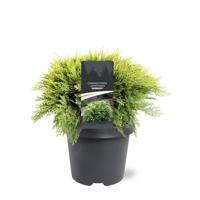 Chamaecyparis law. Sunkist 30-40 cm Conifeer - Warentuin natuurlijk