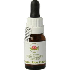 Slender rice flower