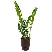Zamioculcas zamiifolia S hydrocultuur plant - thumbnail