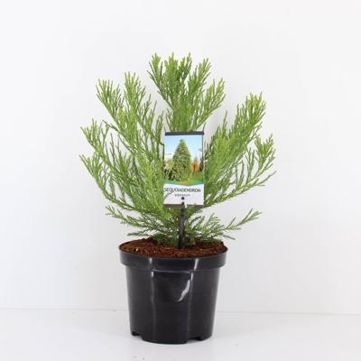 Sequoiadendron giganteum 25-30 cm - Warentuin natuurlijk