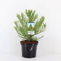 Sequoiadendron giganteum 25-30 cm - Warentuin natuurlijk