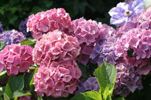 Hortensia