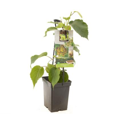 Kiwi Actinidia deliciosa Jenny struik