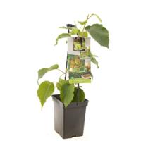 Kiwi Actinidia deliciosa Jenny struik