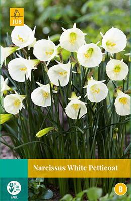 Narcissus White Petticoat, 3 bloembollen - Jub