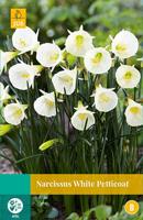 Narcissus White Petticoat, 3 bloembollen - Jub