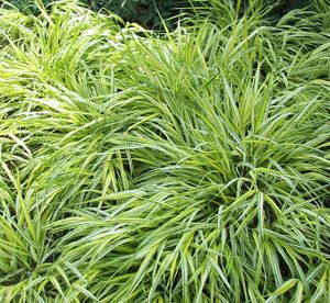 Carex morrowii ´Variegata´