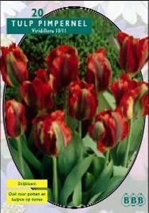 Tulp