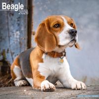 Beagle Kalender 2026 Beagle Kalender 2026