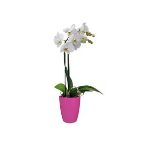 elho Brussels Orchid High Binnen Plantenpot Vrijstaand Polypropyleen (PP) Kers