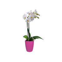 elho Brussels Orchid High Binnen Plantenpot Vrijstaand Polypropyleen (PP) Kers - thumbnail