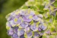 Hortensia - thumbnail