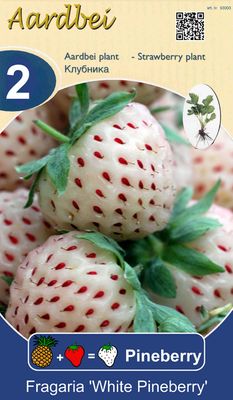Teeltpakket Aardbei White Pineberry