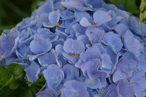 Hortensia