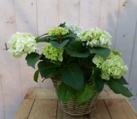 Hortensia Hydrangea in een mand wit Warentuin Natuurlijk - Warentuin natuurlijk
