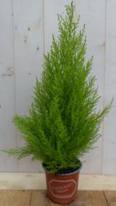 Kamerplant Kamerconifeer Cupressaceae - Warentuin natuurlijk