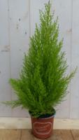 Kamerplant Kamerconifeer Cupressaceae - Warentuin natuurlijk