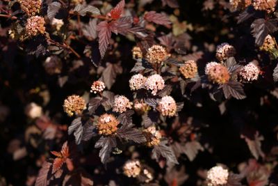 Blaasspirea op stam