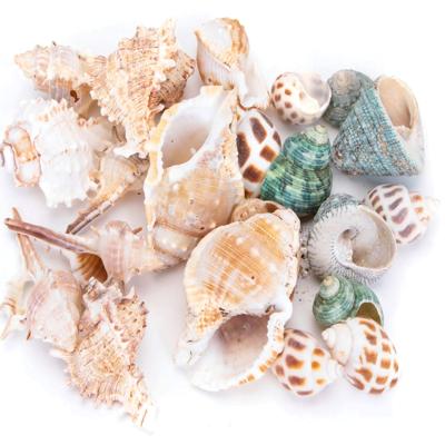 Nobleza Aquariumdecoratie - Schelpen - Mix - 40 stuks