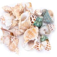 Nobleza Aquariumdecoratie - Schelpen - Mix - 40 stuks