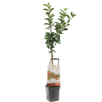 Appelboom Malus dom Topaz wondertree