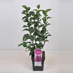 Sering (syringa vulgaris "Znamya Lenina") - 50-70 cm - 1 stuks