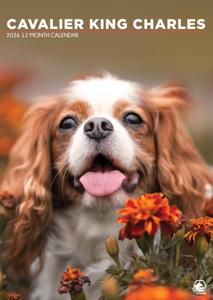 Cavalier King Charles Spaniel A3 Kalender 2026