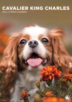 Cavalier King Charles Spaniel A3 Kalender 2026