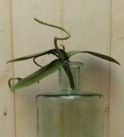 Kunstvlinderorchidee bladeren los - Warentuin Mix