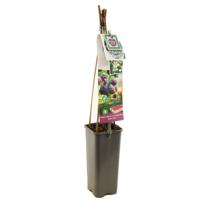 Framboos Rubus id.x occ Glen Coe