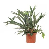 Platycerium Bifurcatum XXL (Hertshoornvaren) - P 26 cm Platycerium Bifurcatum XXL (Hertshoornvaren) - P 26 cm