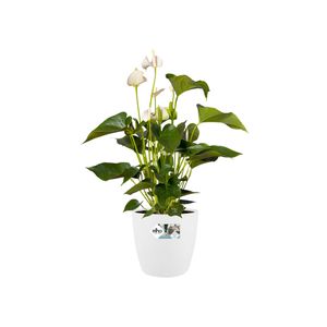 elho brussels round 25cm Binnen Plantenpot Vrijstaand Polypropyleen (PP) Wit