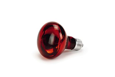 Infrarood warmtelamp r80 60w Beeztees - Beeztees