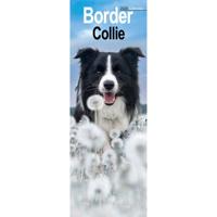 Border Collie Kalender 2026 Slimline